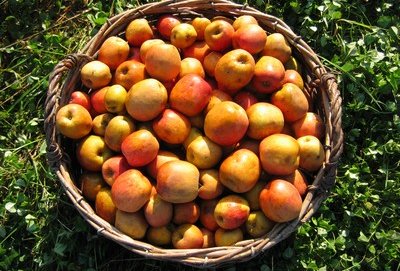 Pannier de pommes à cidre