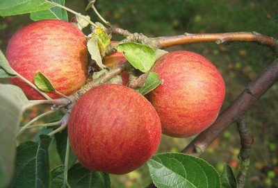 Pommes à cidre