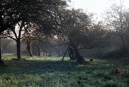 Verger de pommes à cidre cidrerie de l'Apothicaire