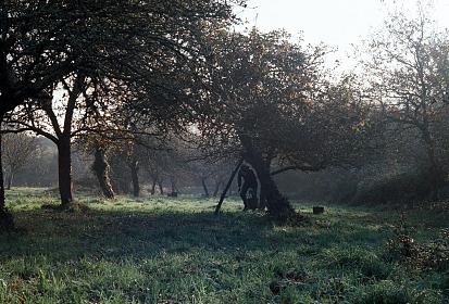 Cider apple orchard of the Apothicaire