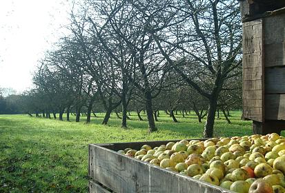 Palox bois de pommes à cidre