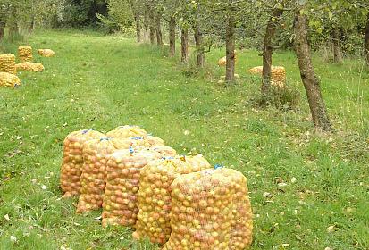 Bags of cider apples