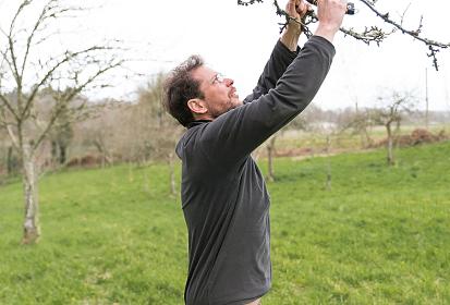 Pruning the cider apple orchard
