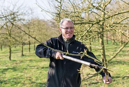 Pruning the cider apple orchard