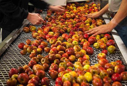 Tri des pommes à cidre à la distillerie des Menhirs