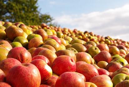 Les pommes à cidre