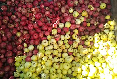 Pommes à cidre rouges et jaunes